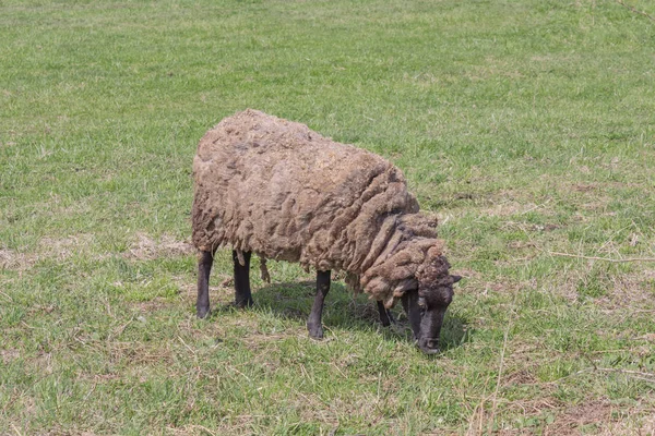 Овцы в поле пасут зеленую траву — стоковое фото