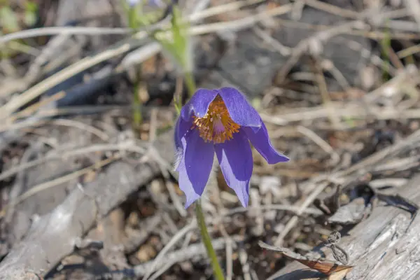 Eerste Lentebloemen in het dennenbos slaap-gras of lumbago — Stockfoto