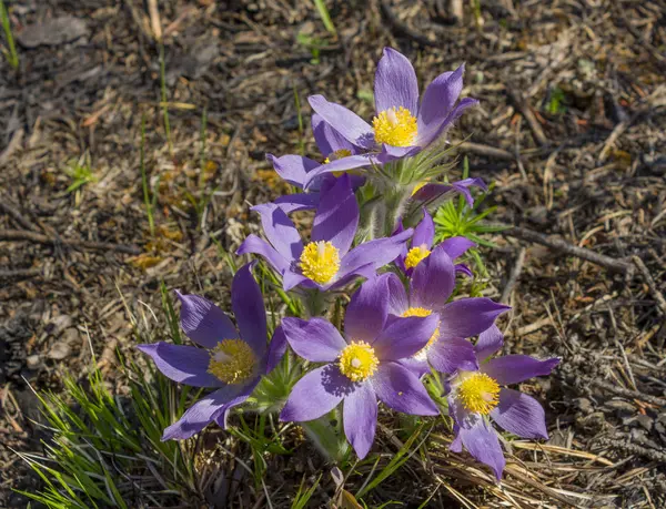 İlk bahar çiçekleri çam ormanı uyku-çim veya bel ağrısı