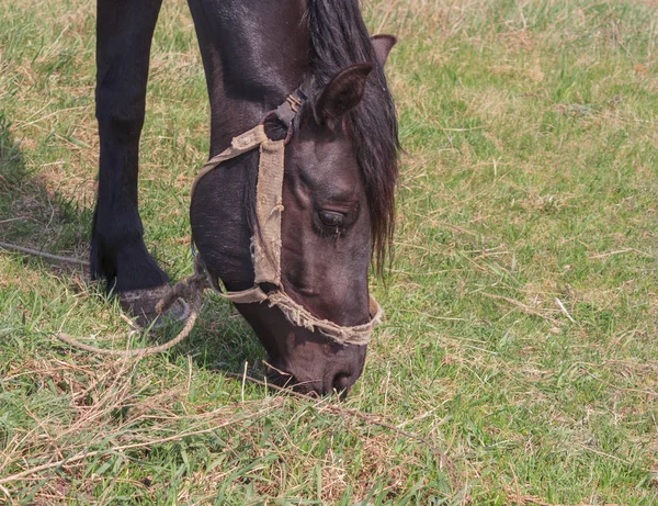 Portrait d'un cheval noir sur fond d'herbe verte — Photo