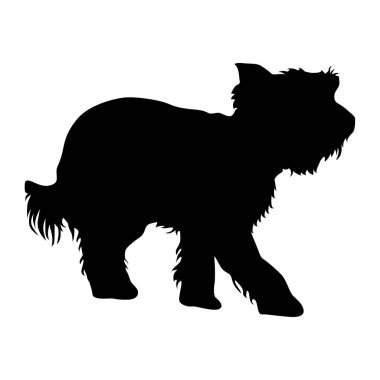 Beyaz arka planda Yorkshire Terrier köpek silueti