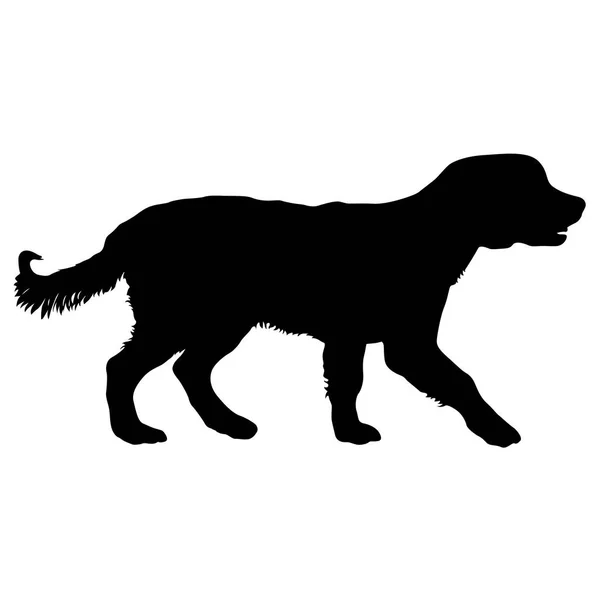Silueta de perro Spaniel sobre fondo blanco — Vector de stock