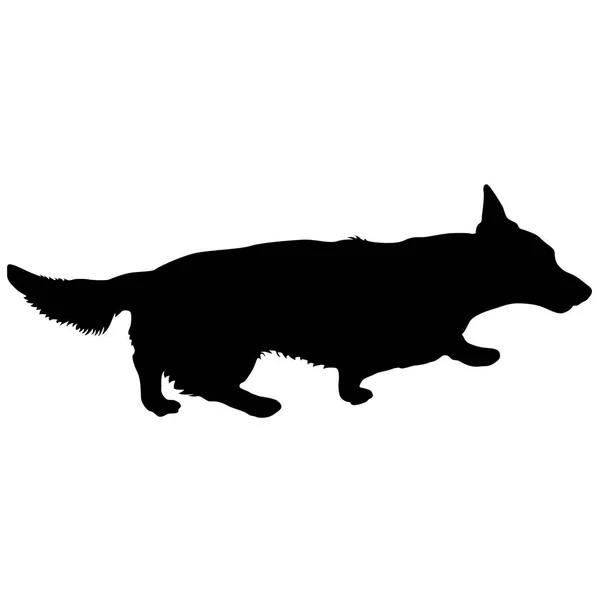 Ουαλική σιλουέτα σκύλου Corgi σε λευκό φόντο — Διανυσματικό Αρχείο