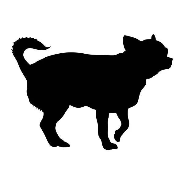 Chihuahua silhouette de chien sur fond blanc — Image vectorielle