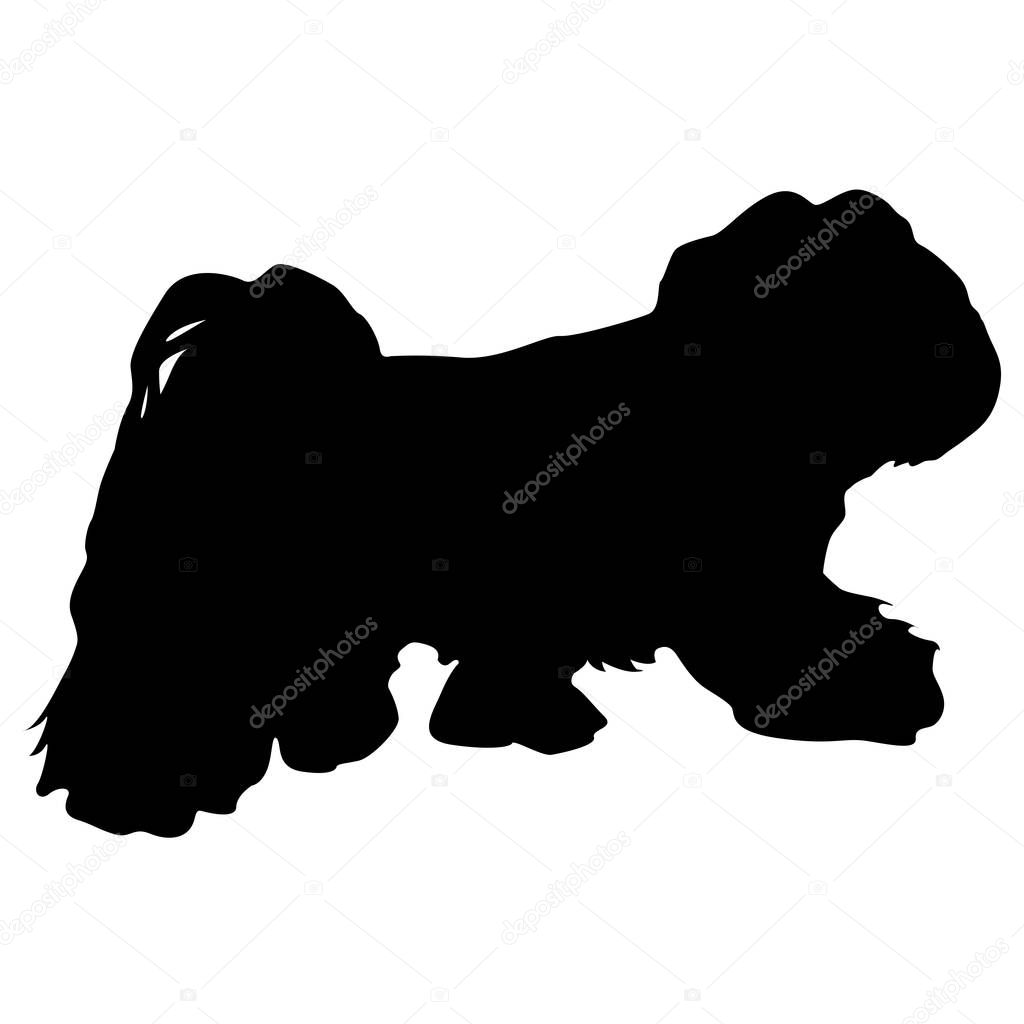 Lap dog silhouette on a white background