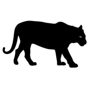 Beyaz bir arka plan üzerinde güzel kaplan siluet