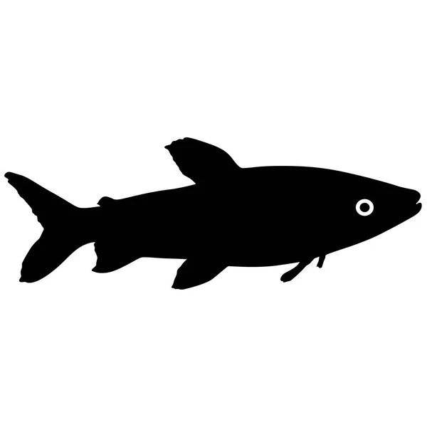 Silueta negra de peces de acuario sobre fondo blanco — Vector de stock