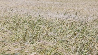 Yazın sonunda tamamen olgunlaşmış buğday tarlaları