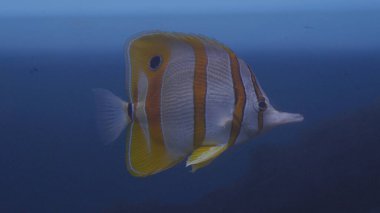 Balık, mercan resifi sakini kameraya yakın yüzer.