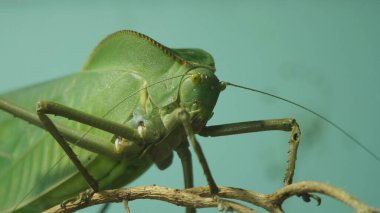 Large green grasshopper close up on a tree branch