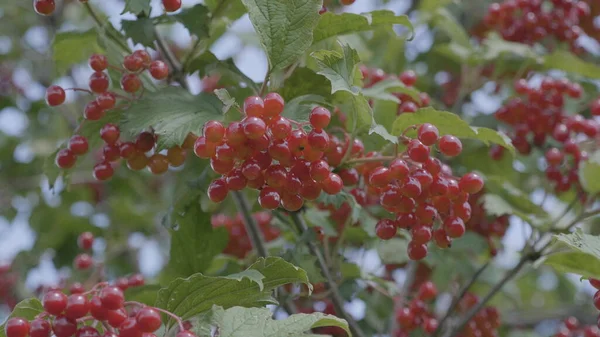 Bahçedeki kırmızı viburnum dalı — Stok fotoğraf