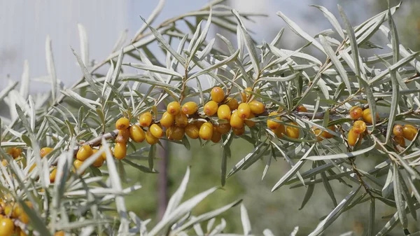 Mar-buckthorn amarelo na árvore ramo outono — Fotografia de Stock