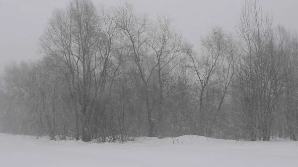 Forêt hivernale en cas de chute de neige, ralenti — Photo