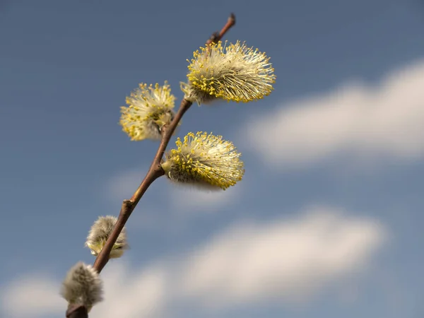 Beautiful branches pussy willow against the blue sky, easter palm sunday holiday — ストック写真