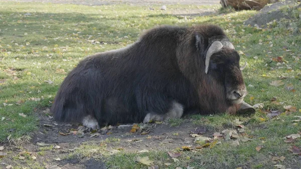 Old Tibetan yak with long black wool and big horns goes along a mountain pasture. — Stock Photo, Image