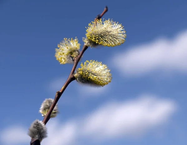 Beautiful branches pussy willow against the blue sky, easter palm sunday holiday — Stockfoto