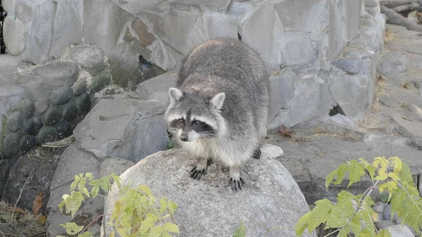 Niedliche junge Waschbär auf dem Stein in den warmen Sommertag im Wald — Stockfoto