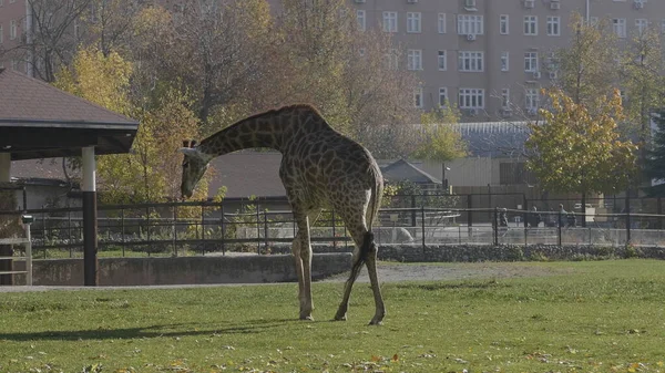Nagy zsiráf lehajolt, hogy felvegyen egy ágat. — Stock Fotó