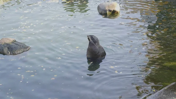 Otarie de fourrure s'assoit dans l'eau et regarde — Photo