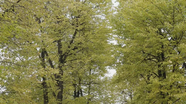 가을 나뭇잎은 숲 속, 자연 경관 속에 떨어진다 — 스톡 사진