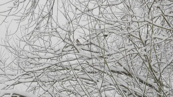 Floresta de inverno durante uma queda de neve, câmera lenta — Fotografia de Stock