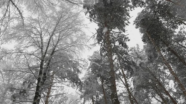 Winterwald bei Schneefall, Zeitlupe — Stockfoto