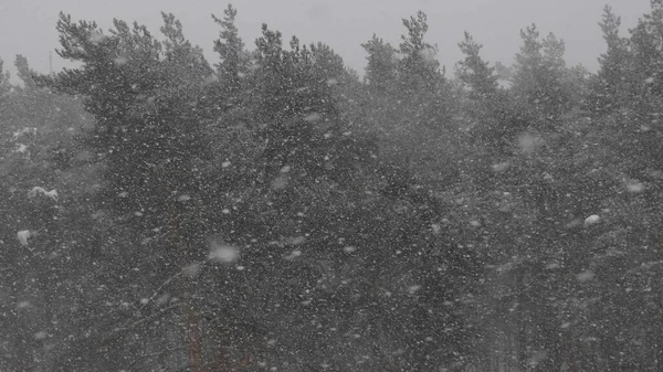 降雪時の冬の森、スローモーション — ストック写真