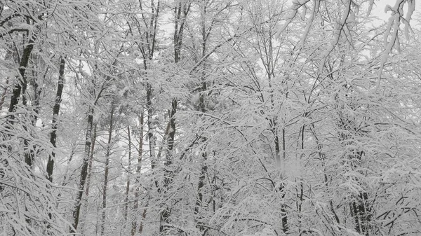 Bosco invernale durante una nevicata, rallentatore — Foto Stock