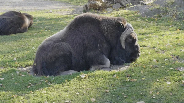 Taro Buffalo fica na grama verde no verão à sombra de uma árvore — Fotografia de Stock