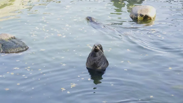 Très mignon phoque tacheté apparaît dans les vagues — Photo