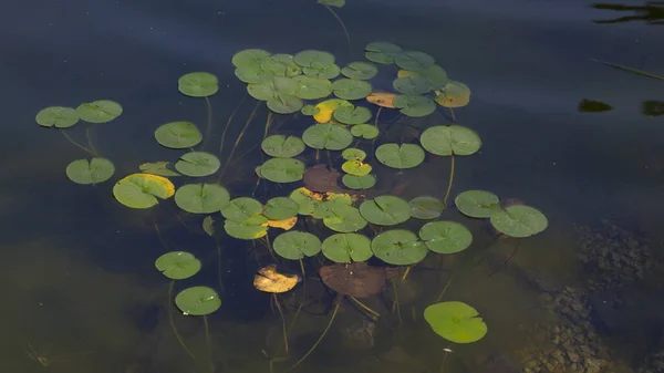 Белый цветок лилии в воде с зелеными листьями на озере — стоковое фото