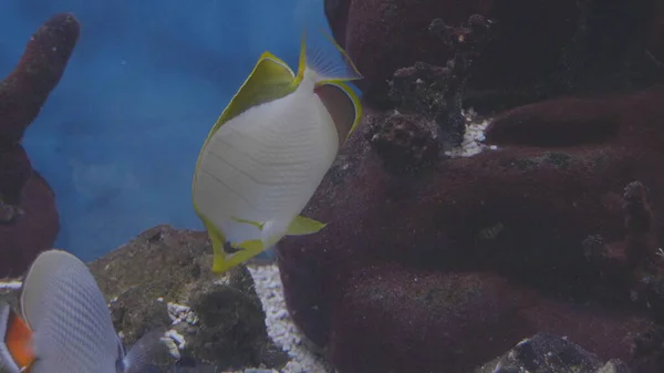산호초에 사는 물고기, 산호초 거주자가 카메라 가까이 서 헤엄쳐 다닌다 — 스톡 사진