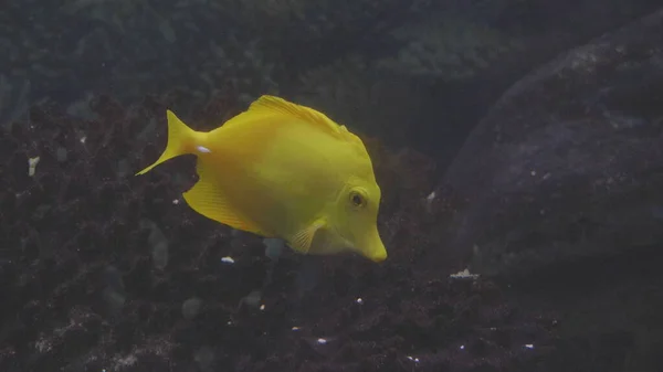 Fish, coral reef dweller swims close to the camera — Stock Photo, Image