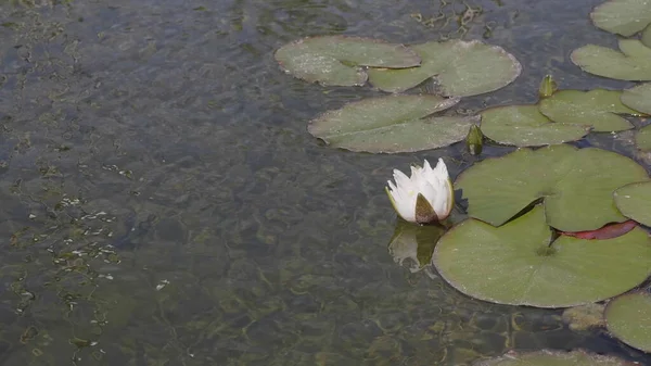 Flor de lirio blanco en el agua con hojas verdes en un lago — Foto de Stock