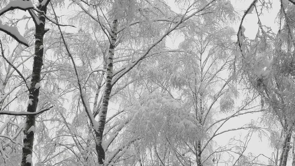 Zimowy las podczas opadów śniegu, zwolnione tempo — Zdjęcie stockowe