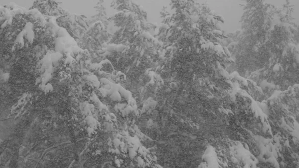 Floresta de inverno durante uma queda de neve, câmera lenta — Fotografia de Stock