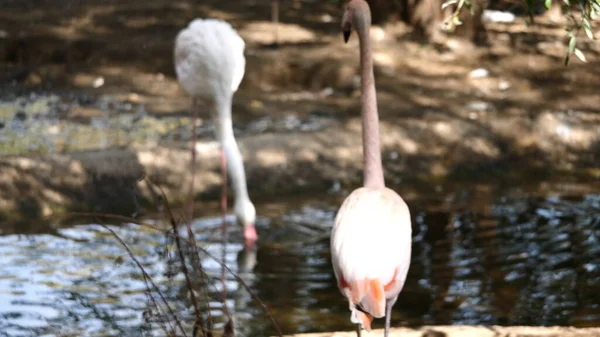 Schwarm großer Flamingo, schöner rosa großer Vogel, der im Wasser steht — Stockfoto