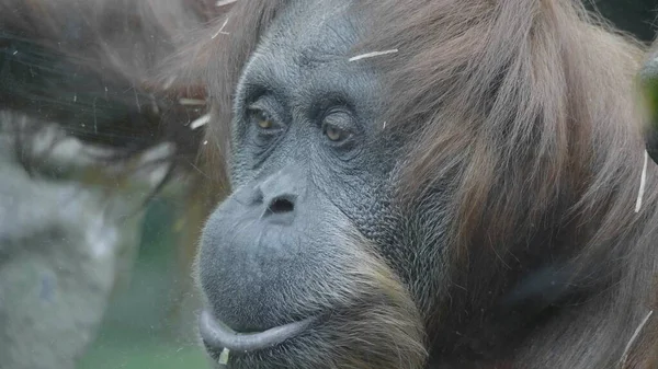 Lowland orangutan on the epic pose of solving his problems