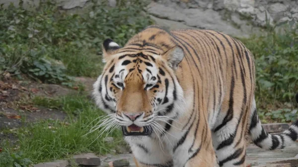 O tigre de Amur é a marcha graciosa da taiga — Fotografia de Stock