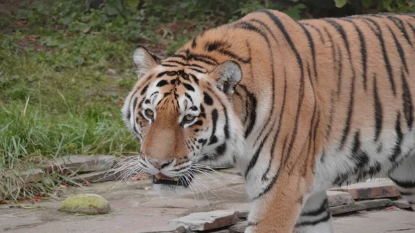 O tigre de Amur é a marcha graciosa da taiga — Fotografia de Stock