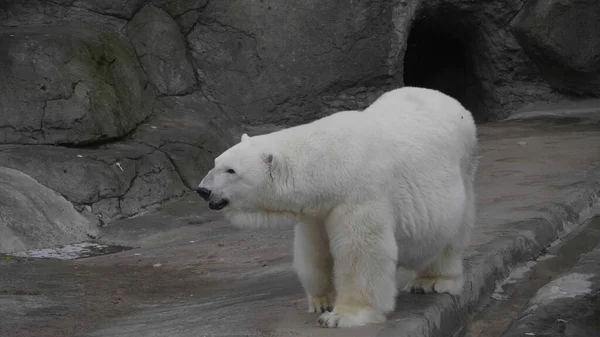 Polar Bear Ursus maritimus op een zonnige dag — Stockfoto