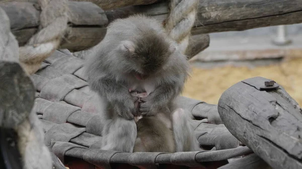 Japanese macaque snow monkey mom cares for a baby monkey. — Stock Photo, Image