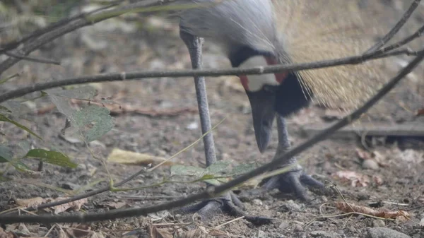 Piękny ptak, Grey Crowned Crane z niebieskim okiem i czerwonym zwisem — Zdjęcie stockowe