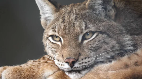 Lynx olha com olhos predatórios do abrigo — Fotografia de Stock