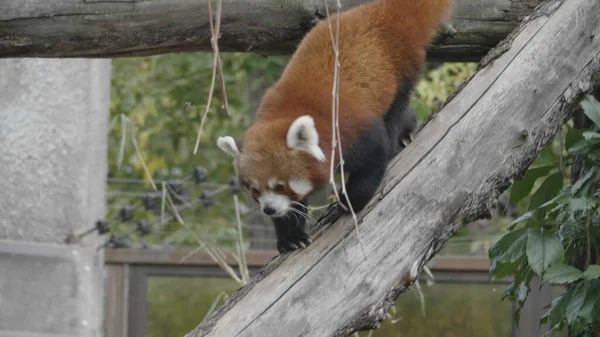 Красная Панда, Firefox или Малая Панда Ailurus fulgens на дереве — стоковое фото