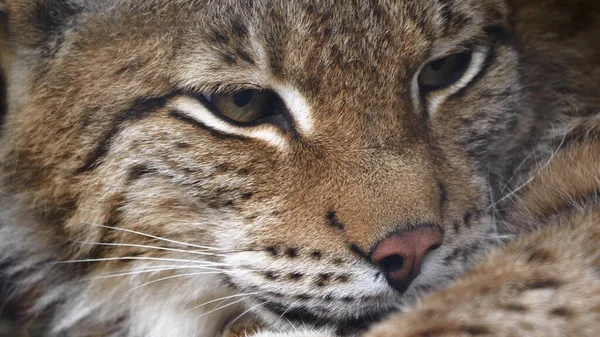 Lynx olha com olhos predatórios do abrigo — Fotografia de Stock