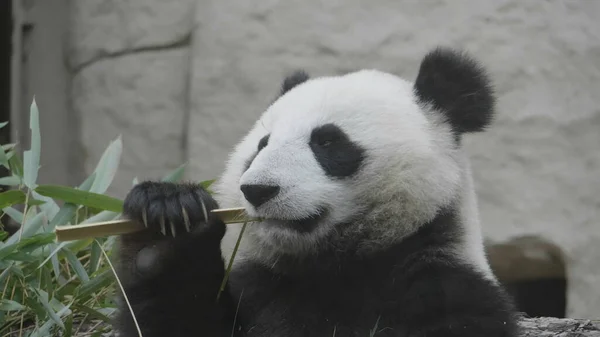 Panda vede na pozadí zelené trávy — Stock fotografie