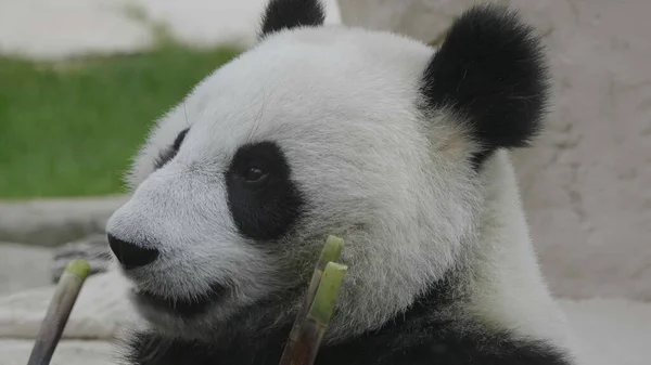 Panda vede na pozadí zelené trávy — Stock fotografie