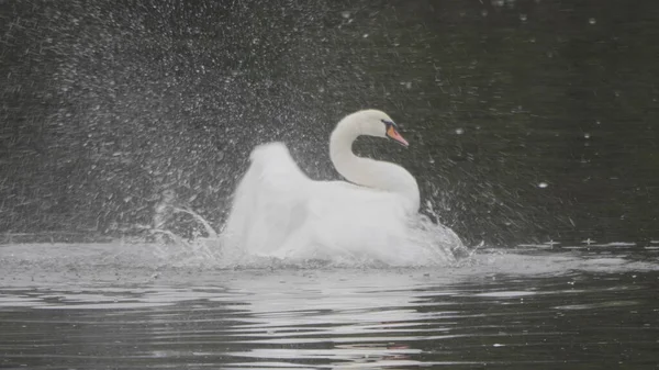 Cisnes brancos nadam no lago no outono — Fotografia de Stock