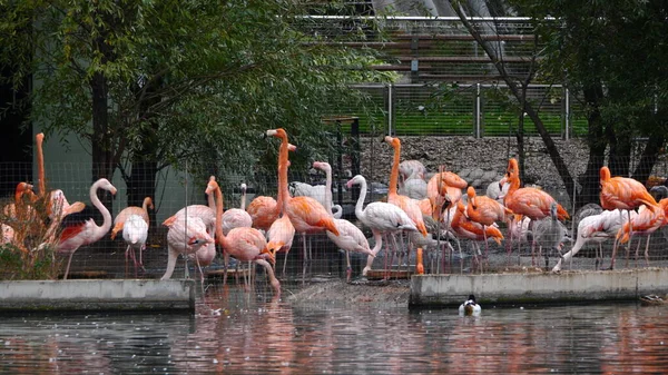 Stormo di fenicottero maggiore, bel grosso uccello rosa, in piedi in acqua — Foto Stock